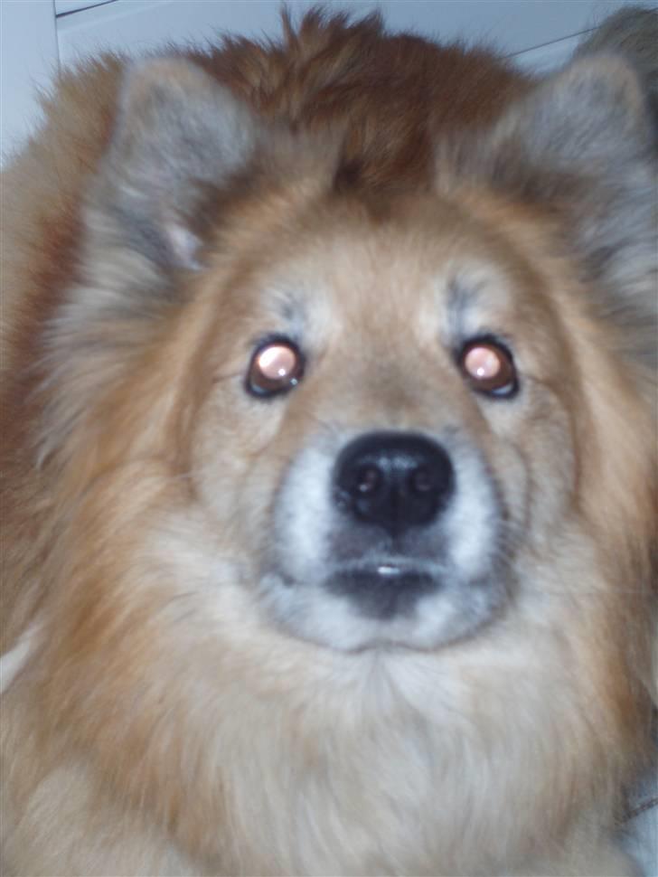 Islandsk fårehund Flóki - [taget af mig] billede 19