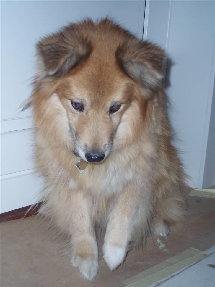 Islandsk fårehund Flóki - [taget af mig] billede 20