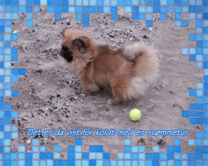 Pekingeser Christian billede 6
