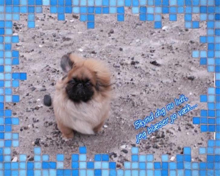 Pekingeser Christian billede 7