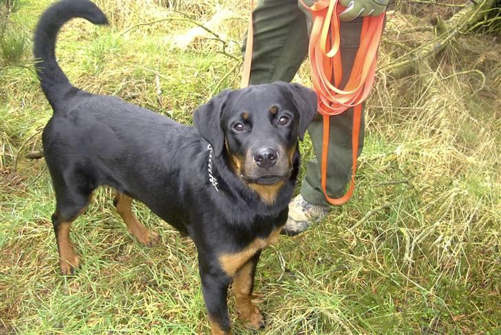 Rottweiler Shila (bøffen) billede 1