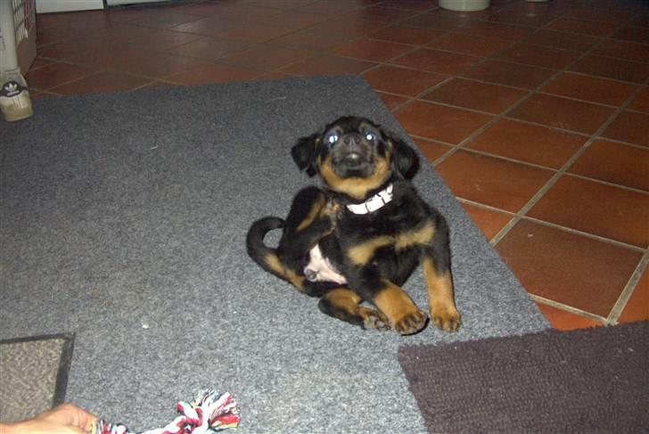Rottweiler Shila (bøffen) billede 2