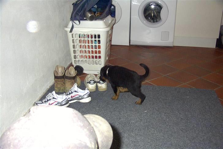 Rottweiler Shila (bøffen) - første dag i mit nye hjem, der er meget der skal undersøges. billede 3