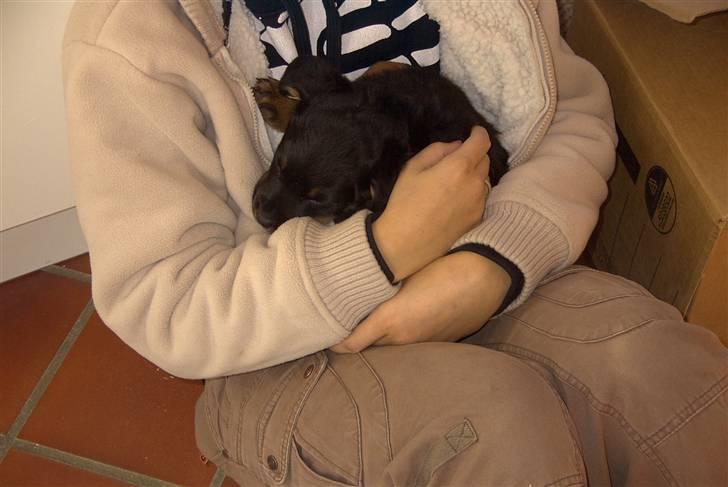 Rottweiler Shila (bøffen) - det er godt at man kan gemme sig lidt ved mor. billede 4