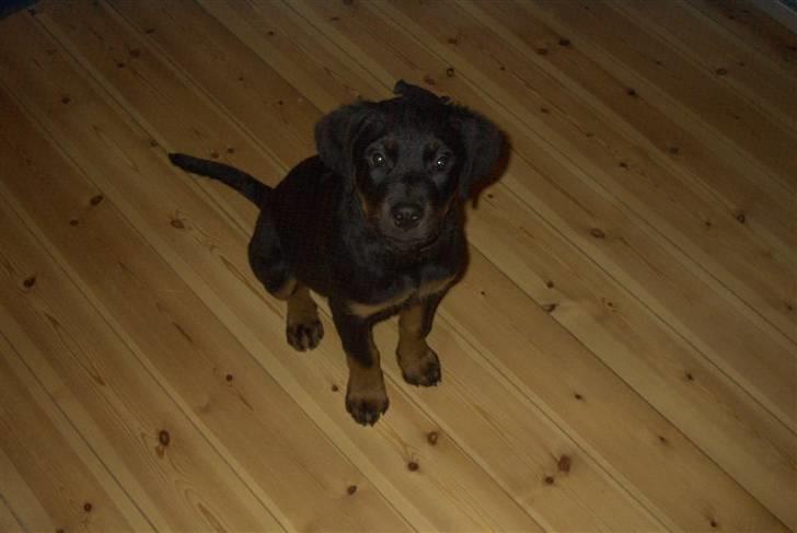 Rottweiler Shila (bøffen) billede 5