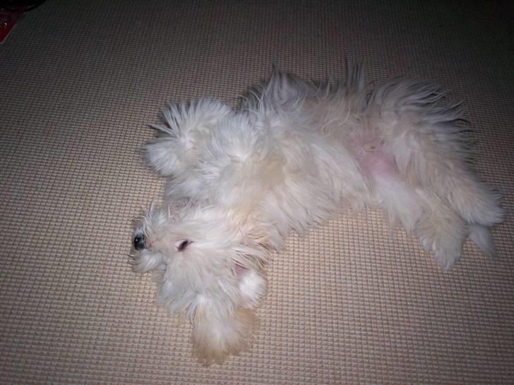 Coton de tulear Buller - Ahh... det er dejligt;-) billede 8