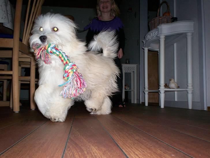 Coton de tulear Buller - Du kan ikke fange mig ;-) billede 9