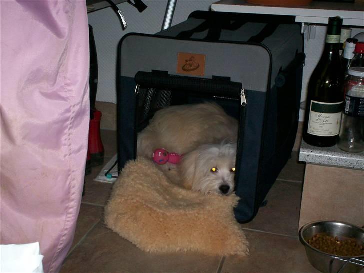 Coton de tulear Buller - Min dejlige kasse! billede 10