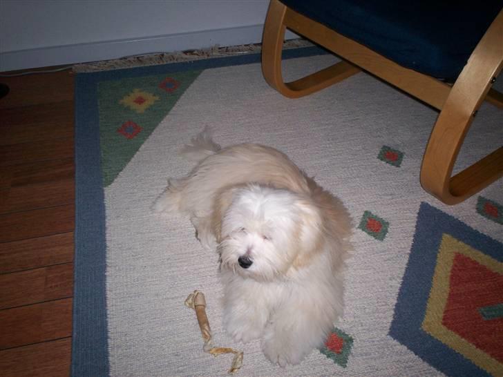 Coton de tulear Buller billede 11