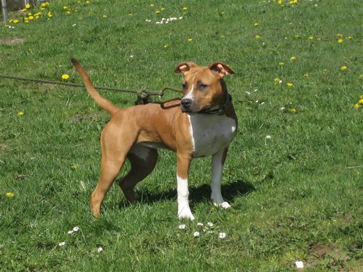 Amerikansk staffordshire terrier Dixie billede 1