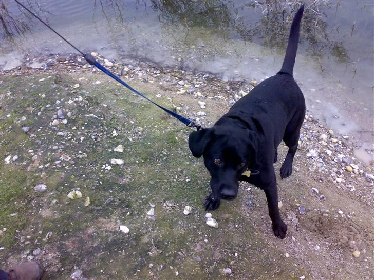 Labrador retriever Freja - Kan godt være vågen :P  billede 9