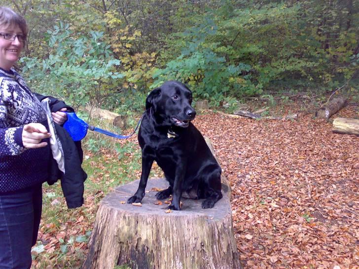 Labrador retriever Freja - En dejlig tur i skoven .  billede 11