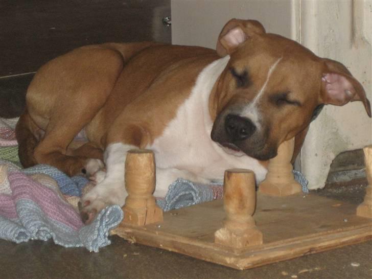 Amerikansk staffordshire terrier Dixie - zzzzzzzz!!!! billede 2