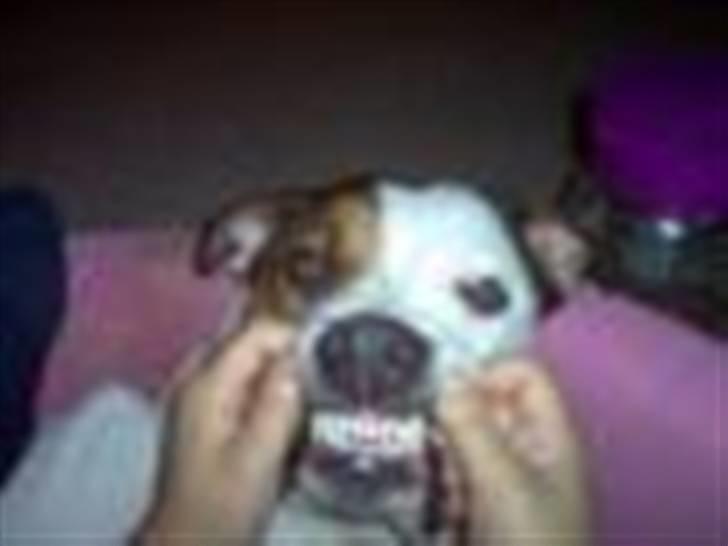 Amerikansk bulldog chanel - Min hund billede 1