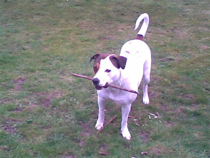 Amerikansk bulldog chanel billede 2