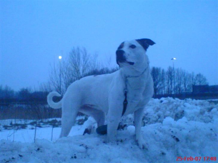 Amerikansk bulldog chanel billede 3