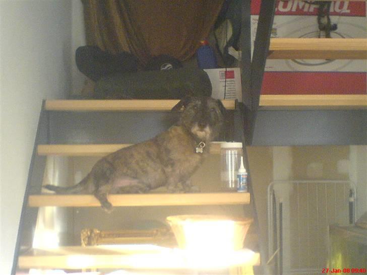 Blanding af racer Rasmus - her er jeg såå billede 1