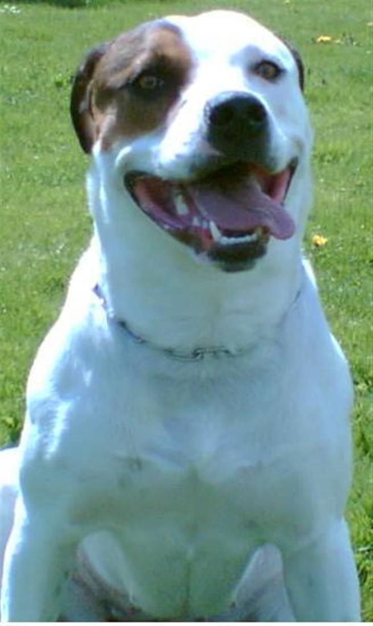 Amerikansk bulldog chanel billede 4