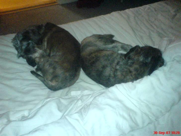 Blanding af racer Rasmus - ham og Ewald (min anden hund) billede 2