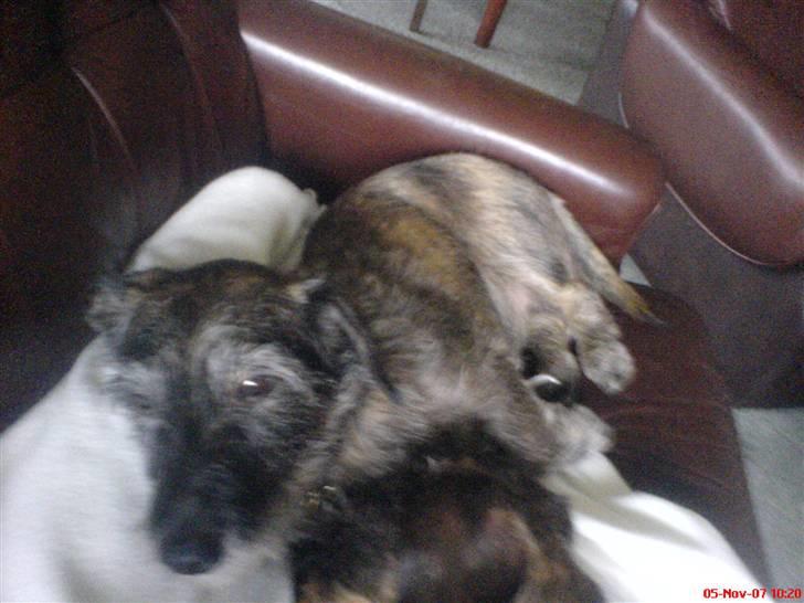 Blanding af racer Rasmus - ZzZzZ billede 3