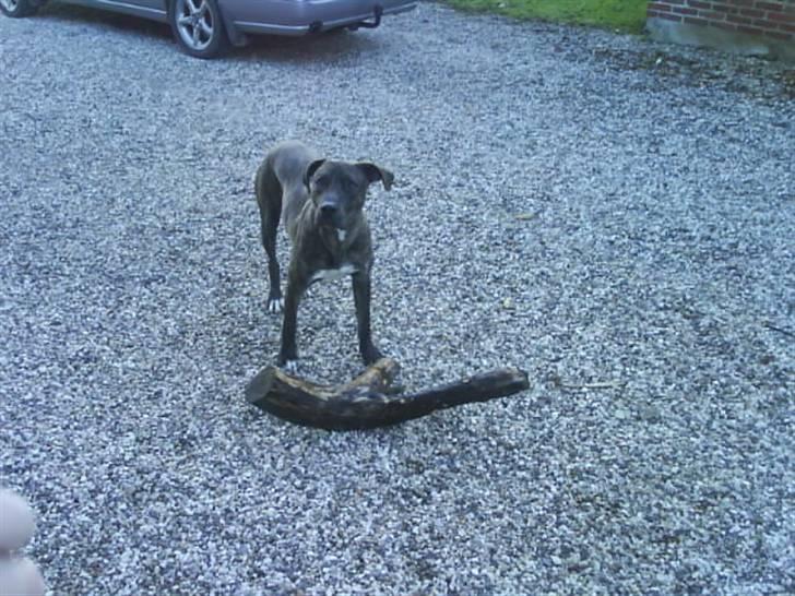 Blanding af racer Baloo billede 2