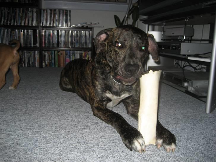 Blanding af racer Baloo billede 3