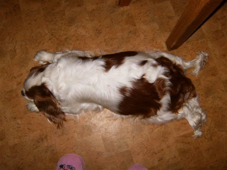 Cavalier king charles spaniel Smilla - Smilla dag 56. billede 16