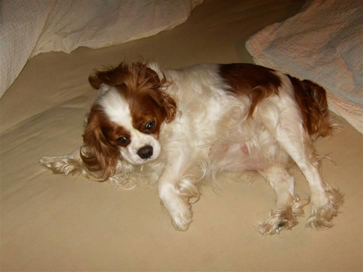 Cavalier king charles spaniel Smilla - Smilla dag 53. billede 17