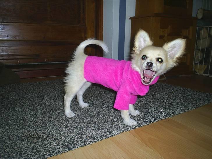 Blanding af racer Lillie billede 14