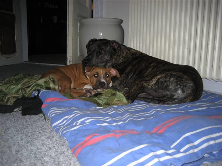 Blanding af racer Baloo billede 4