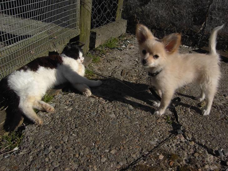 Blanding af racer Lillie billede 15