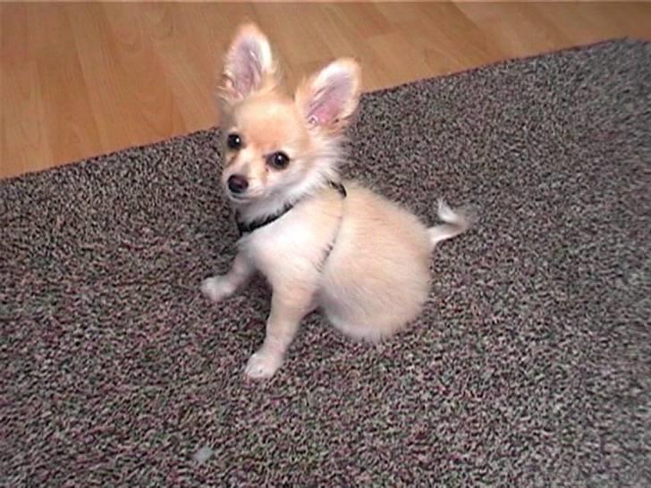 Blanding af racer Lillie billede 16