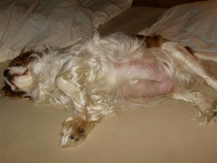 Cavalier king charles spaniel Smilla - Smilla dag 53. billede 18