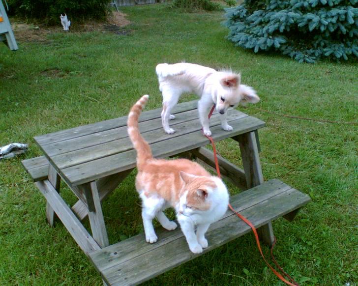 Blanding af racer Lillie billede 17