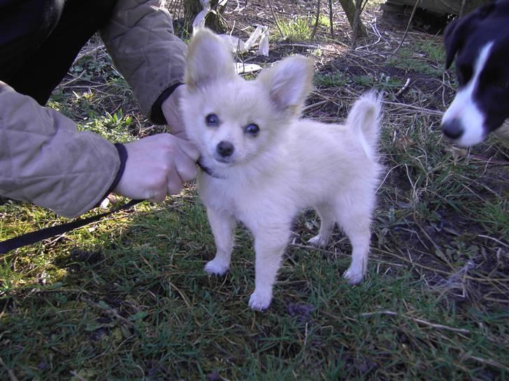 Blanding af racer Lillie billede 18