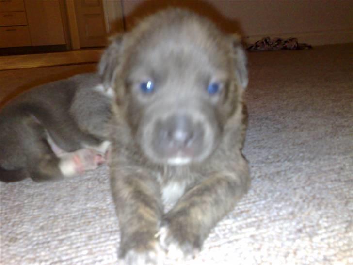 Blanding af racer Dolce - Her lille Dolce så igen, lidt træt men han er der da...  billede 6