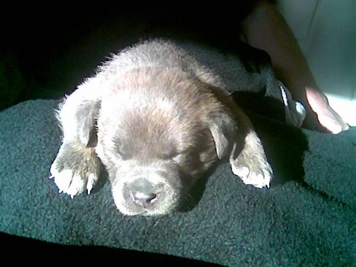 Blanding af racer Dolce - Her er han så gået i gulvet. billede 7