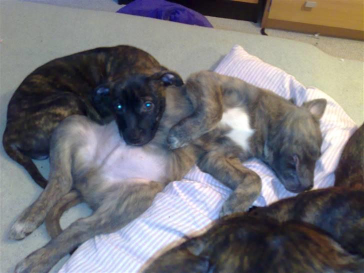 Blanding af racer Dolce - Her ligger han så og sover i vores seng, under sin søster. billede 8