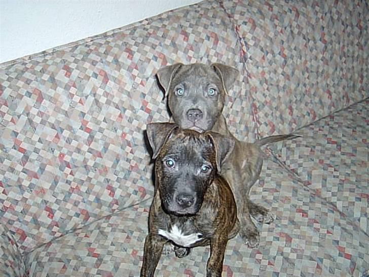 Blanding af racer Dolce - Her sidder han så og ser rigtig fræk ud sammen med sin skøre søster Chanel. billede 9