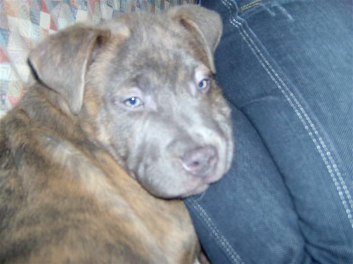 Blanding af racer Dolce - Her er han sku træt igen. Hehe billede 10