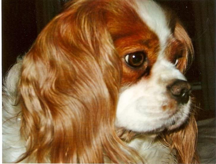 Cavalier king charles spaniel Smilla billede 19