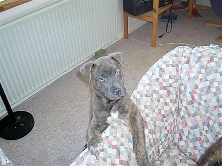 Blanding af racer Dolce - Her skulle han lige op og se hvad der skete i stolen. Hehe billede 11