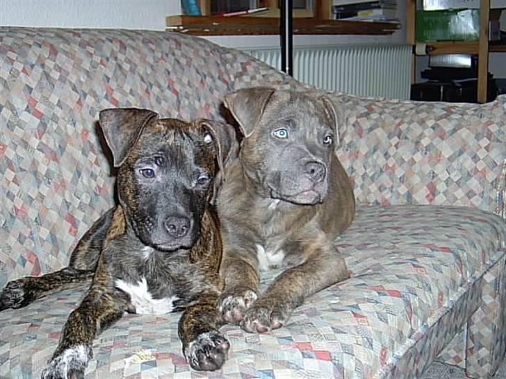 Blanding af racer Dolce - Her ligger han og hygger med sin søster igen. billede 12