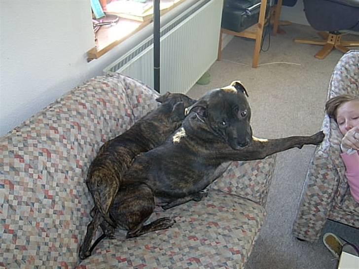 Blanding af racer Dolce - Her ligger hans kære søster og mor og hygger sig... billede 13