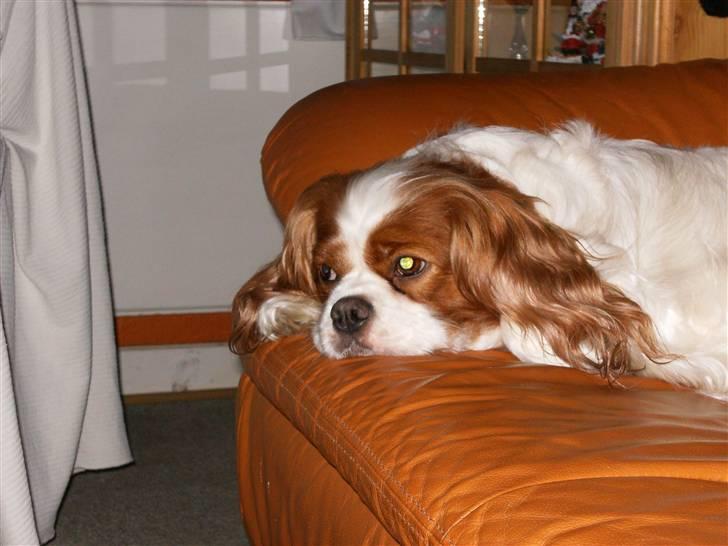 Cavalier king charles spaniel Smilla billede 20