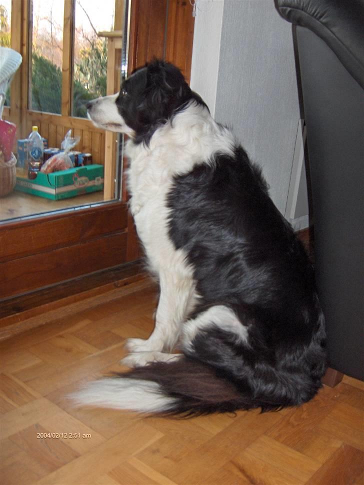Border collie Eira (aflivet):O( - smukke Eira billede 1