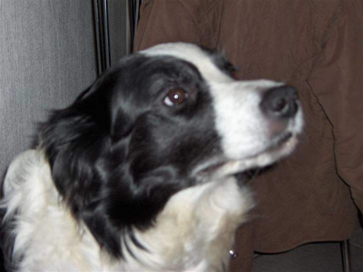Border collie Eira (aflivet):O( - når....;O) billede 2
