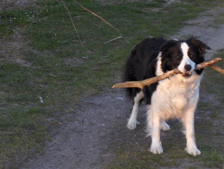 Border collie Eira (aflivet):O( - Eira elskede at lege med pind billede 3