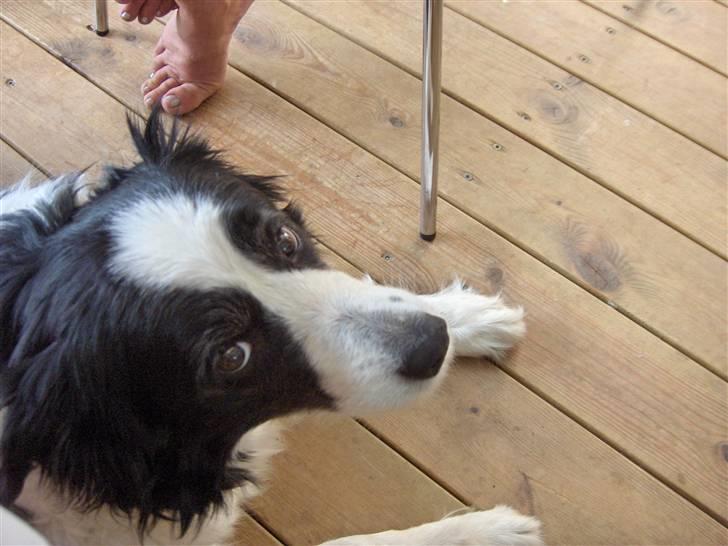 Border collie Eira (aflivet):O( billede 4