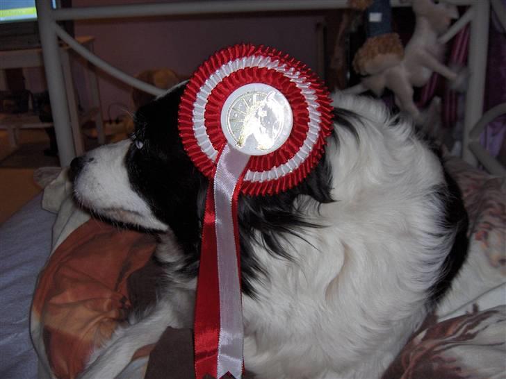 Border collie Eira (aflivet):O( - Eira låner en rosset af min ponyXD billede 5